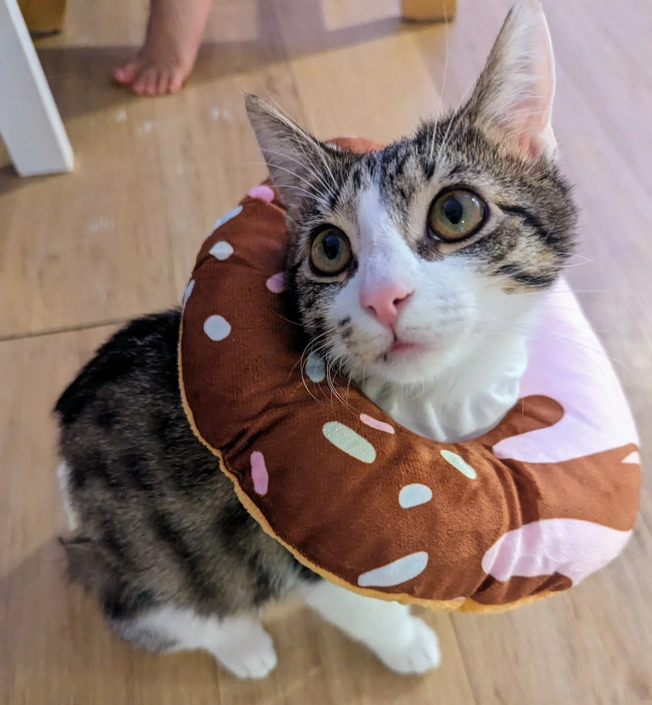a picture of rose our cat wearing food themed collar to protect her from scratching herself